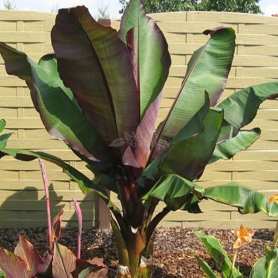 Ensete ventricosum 'Maurelli' / Vörös levelű banán