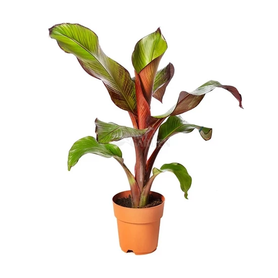 Ensete ventricosum 'Maurelli' / Vörös levelű banán