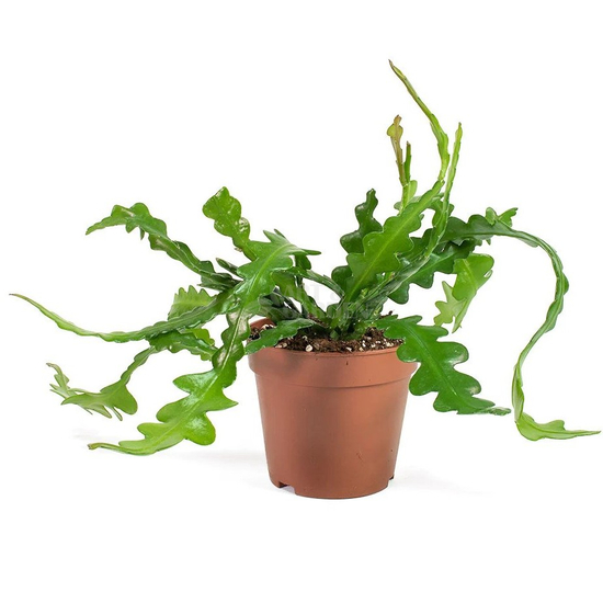 Epiphyllum (Disocactus) anguliger / Karéjos kaktusz