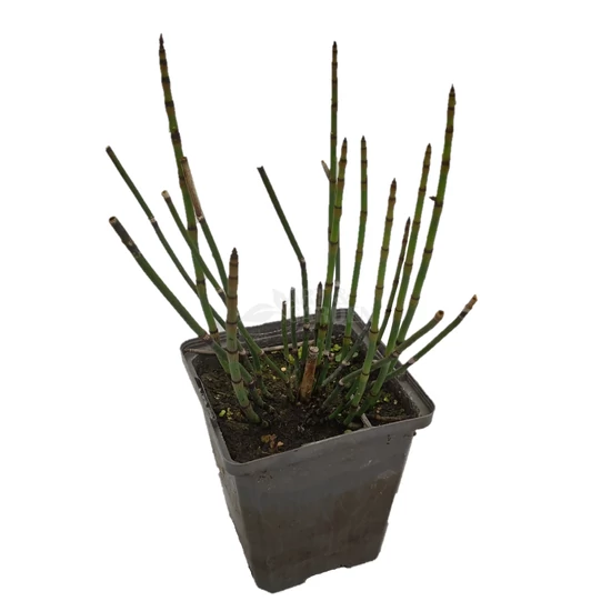 Equisetum fluviatile / Iszapzsurló