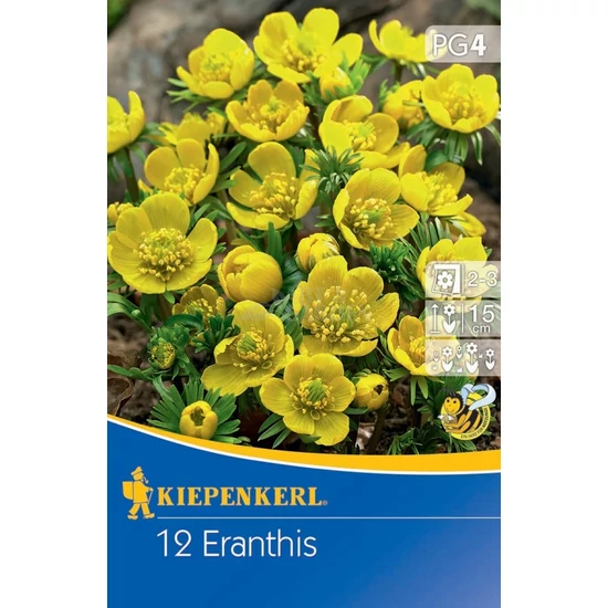 Eranthis hyemalis / Téltemető virághagyma