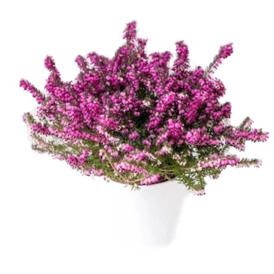 Erica carnea 'Myretoun Ruby' / Alpesi hanga