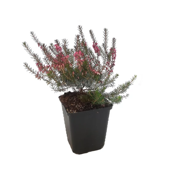 Erica carnea 'Tanja' / Alpesi erika, hanga