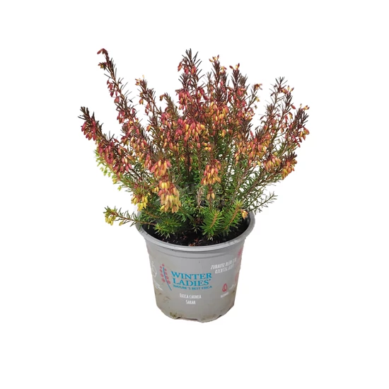 Erica carnea 'Winter Ladies Sarah' / Alpesi hanga