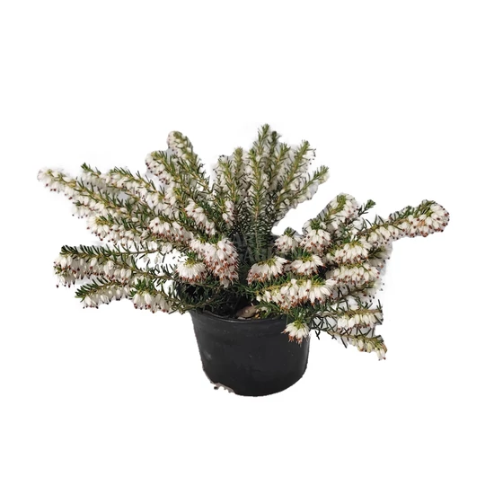 Erica carnea 'Springwood White' / Alpesi hanga