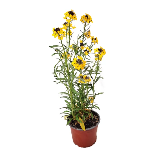 Erysimum 'Canaries Yellow' / Repcsény, sárgaviola