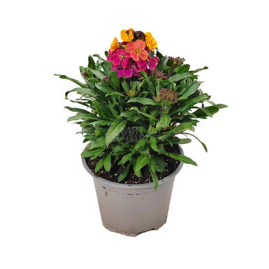 Erysimum linifolium 'Erysistible Bronze Rose' / Repcsény, sárgaviola