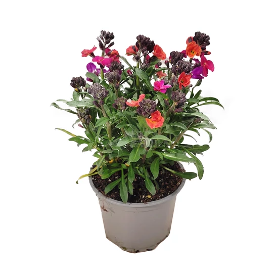 Erysimum linifolium 'Erysistible Magenta' / Repcsény, sárgaviola