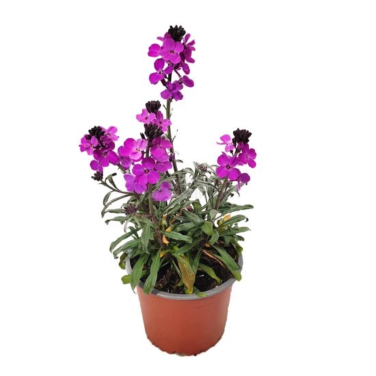 Erysimum linifolium 'Bowles Mauve' / Lenlevelű repcsény