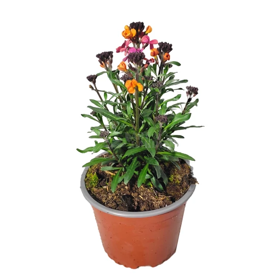 Erysimum linifolium 'Erysistible Sunset' / Repcsény, sárgaviola