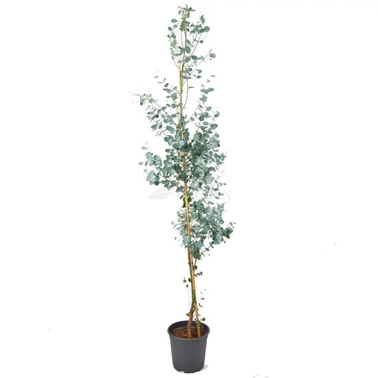 Eucalyptus gunnii 'Silverana' / Havasi eukaliptusz