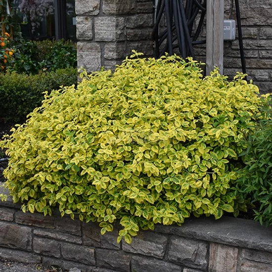 Euonymus fortunei 'Canadale Gold' / Arany-tarka terülő kecskerágó
