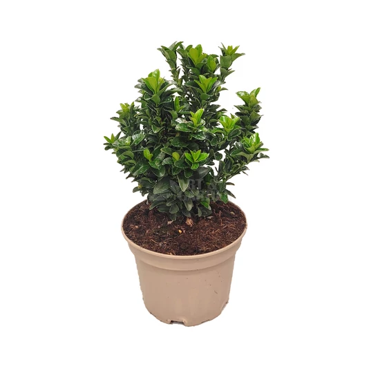 Euonymus japonicus 'Green spire' / Oszlopos japán kecskerágó