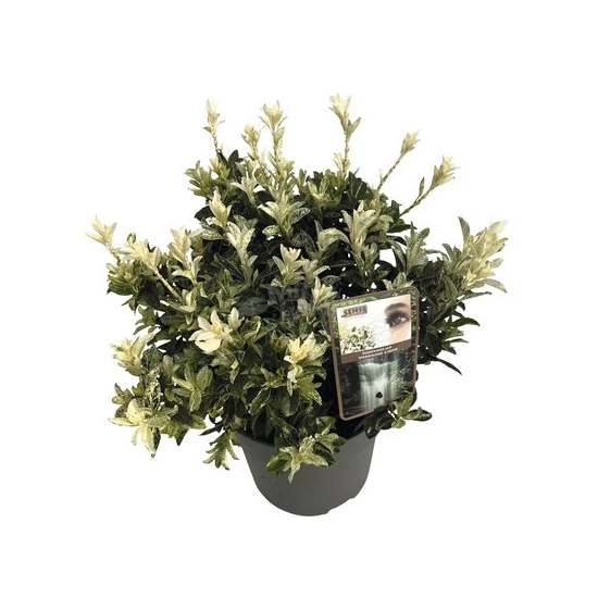 Euonymus japonicus 'Pierrolino' / Japán kecskerágó