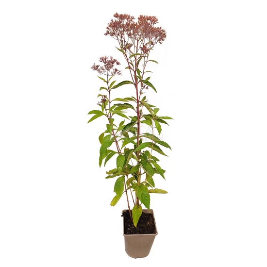 Eupatorium maculatum 'Little Pye' / Sédkender