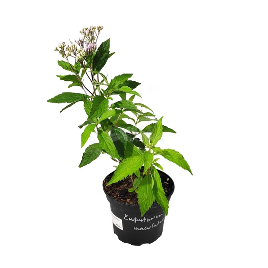 Eupatorium maculatum / Sédkender