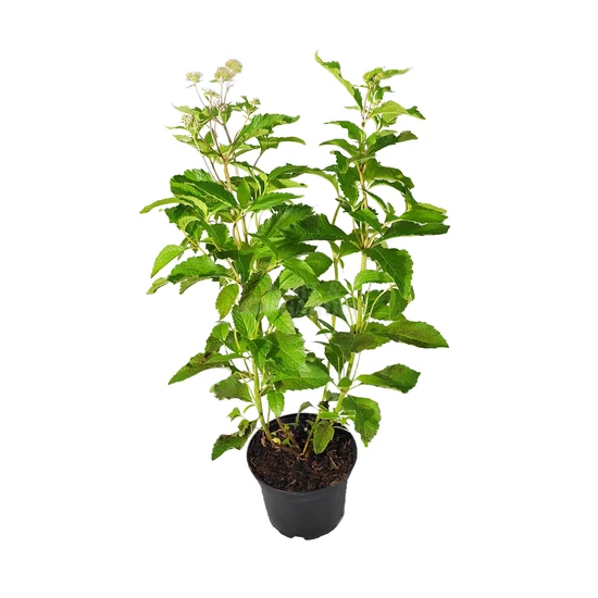 Eupatorium purpureum / Sédkender