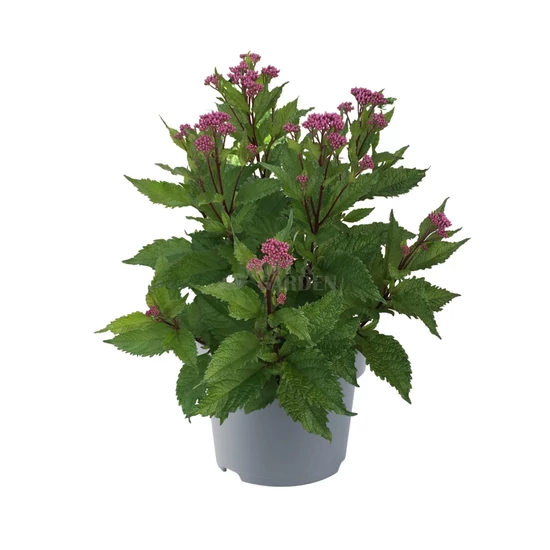 Eupatorium purpureum 'Ruby' / Sédkender