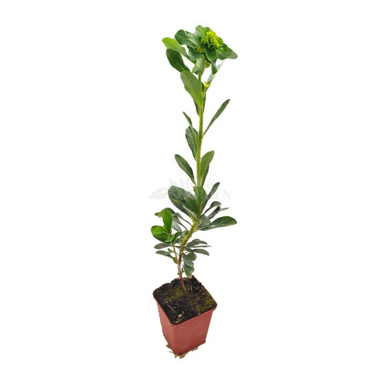 Euphorbia amygdaloides var. Robbiae / Erdei kutyatej