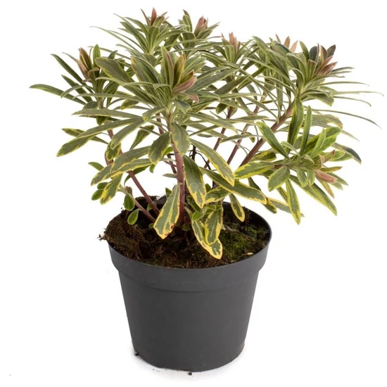 Euphorbia x martinii 'Ascot Rainbow' / Sárga - tarka levelű évelő kutyatej
