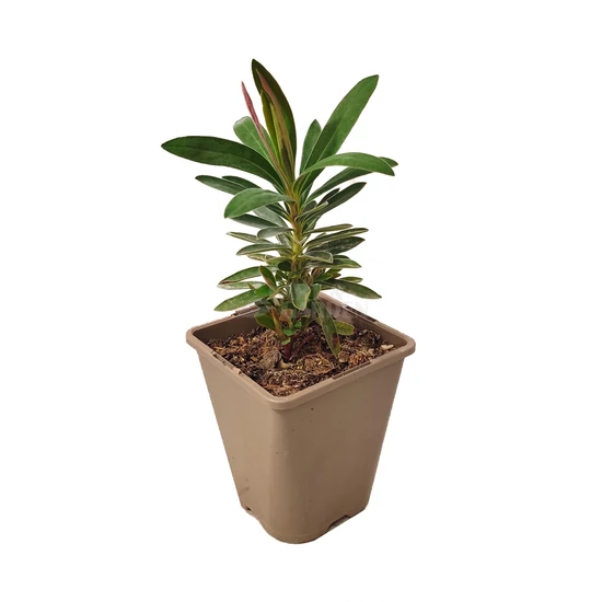 Euphorbia characias 'Galaxy Glow' / Zöld levelű évelő kutyatej