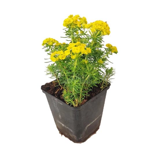 Euphorbia cyparissias / Farkas kutyatej