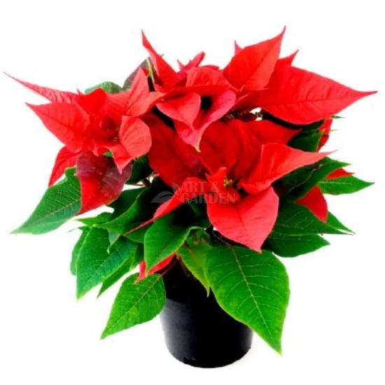 Euphorbia pulcherrima / Mikulásvirág