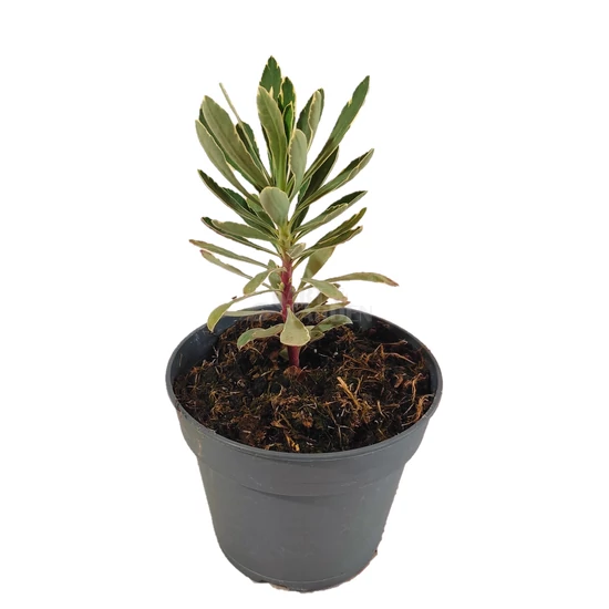 Euphorbia characias 'Silver Edge' / Fehér - tarka levelű évelő kutyatej