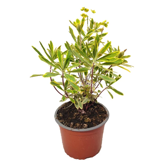 Euphorbia x martinii 'Ascot Rainbow' / Sárga - tarka levelű évelő kutyatej