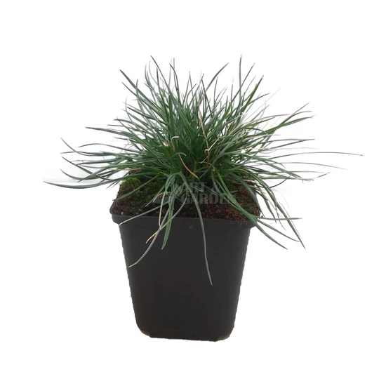 Festuca glauca / Deres csenkesz