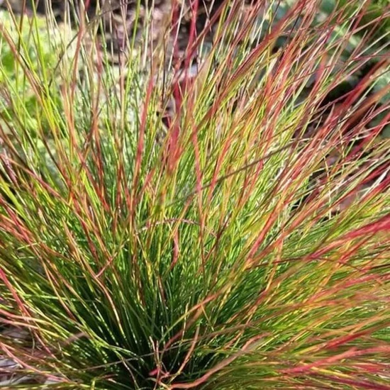 Festuca 'Walberla' / Csenkesz