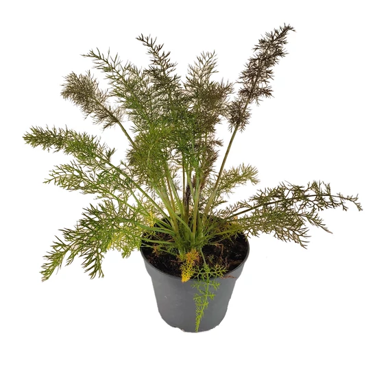 Foenicum vulgare 'Bronze' / Bronz levelű édeskömény