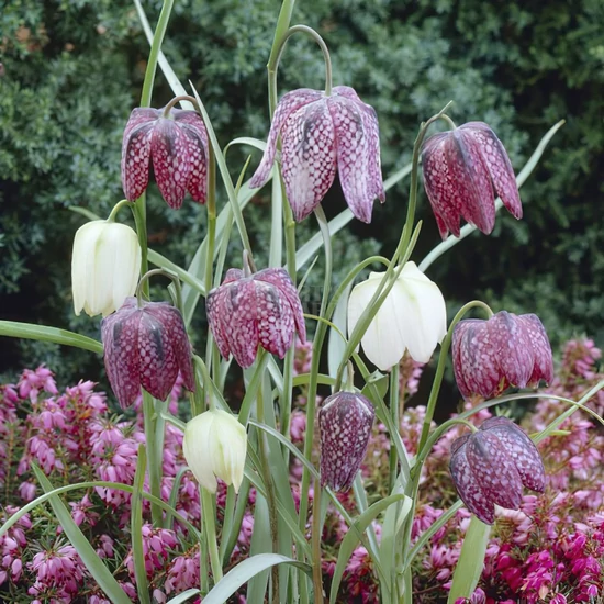 Fritillaria meleagris mix / Perzsa kockásliliom mix