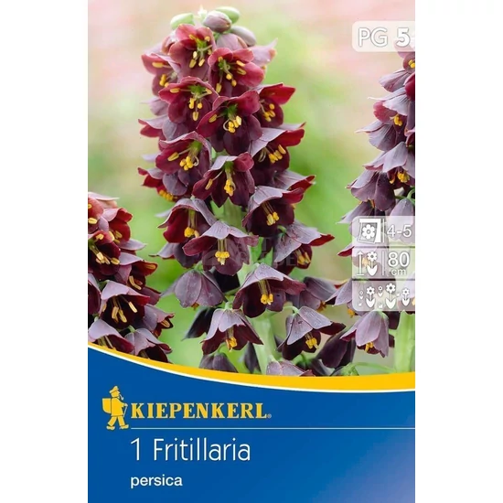Fritillaria persica / Perzsa császárkorona virághagyma