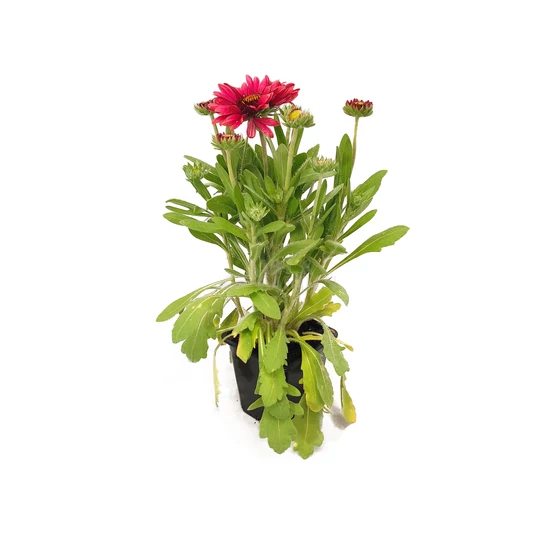 Gaillardia aristata 'Arizona Red Shades' / Piros virágszínű évelő kokárdavirág