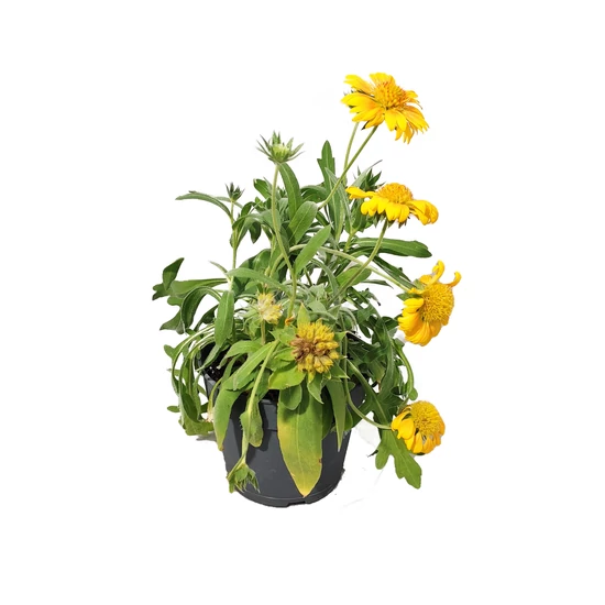 Gaillardia grandiflora ‘Mesa Peach’ / Évelő kokárdavirág