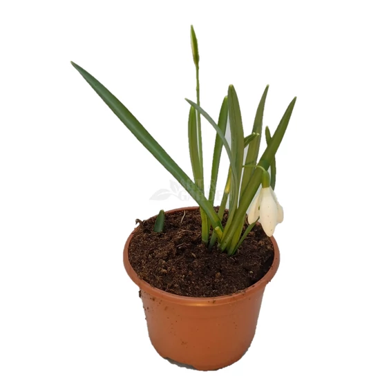 Galanthus nivalis / Kikeleti hóvirág
