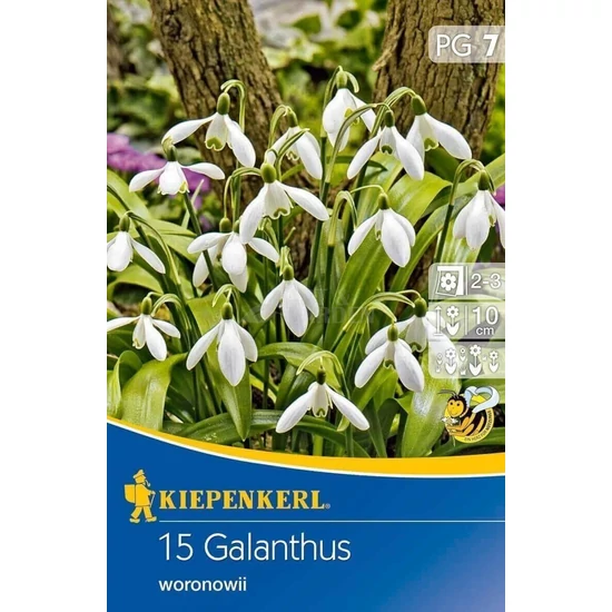 Galanthus woronowii / Hóvirág virághagyma