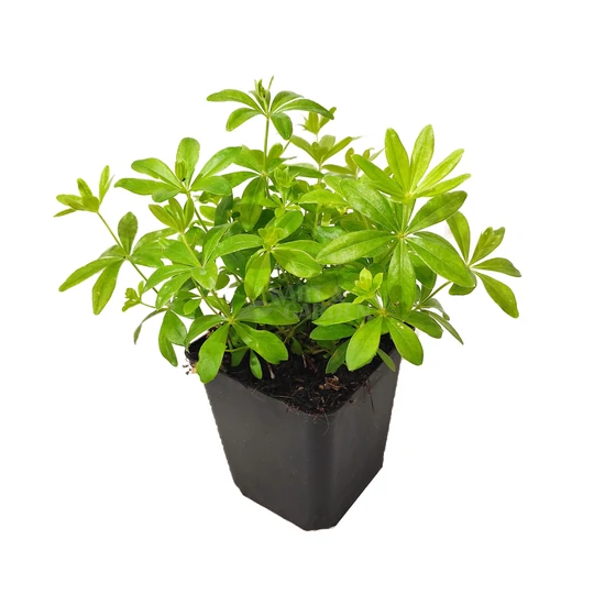 Galium odoratum / Szagos müge