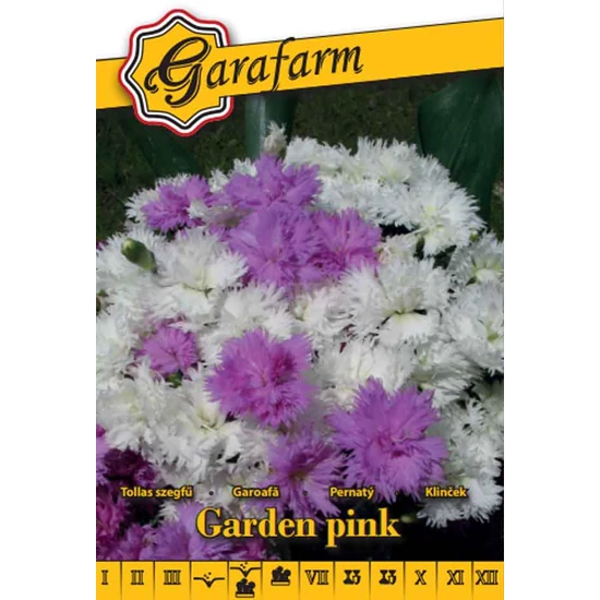 Tollas szegfű színkeverék vetőmag