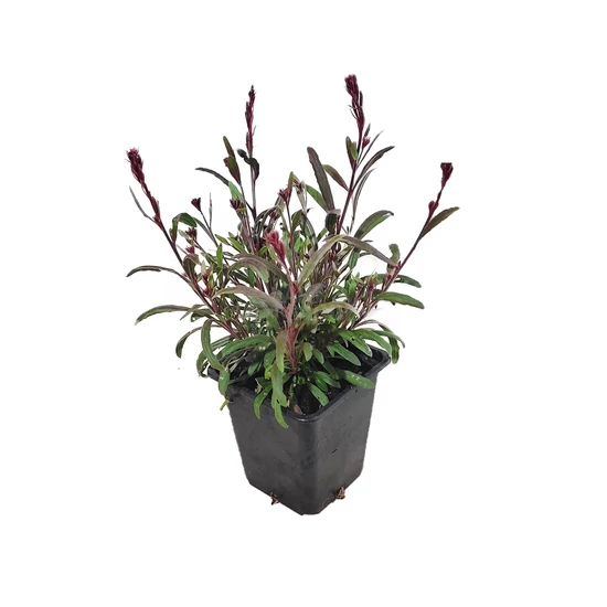 Gaura lindheimeri 'Gaudi Medium Pink' / Évelő díszgyertya