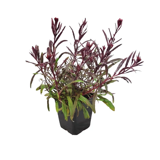 Gaura lindheimeri 'Gaudi Red' / Évelő díszgyertya