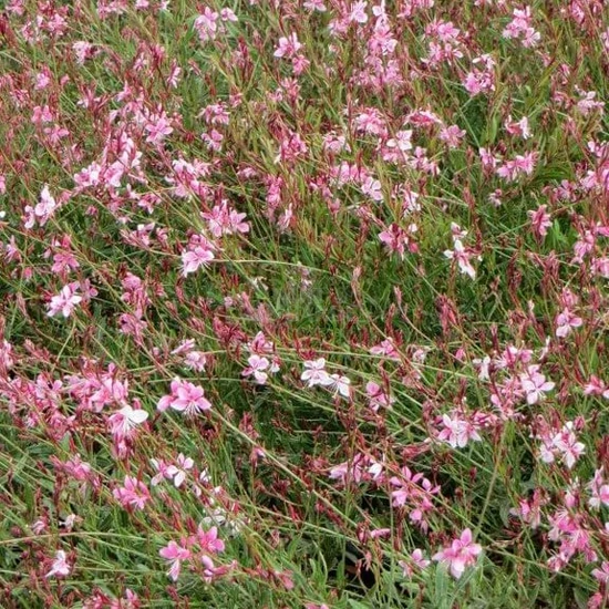 Gaura lindheimeri 'Siskiyou Pink' (syn. Oenothera) / Évelő díszgyertya