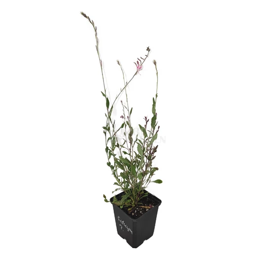 Gaura lindheimeri 'Siskiyou Pink' / Évelő díszgyertya
