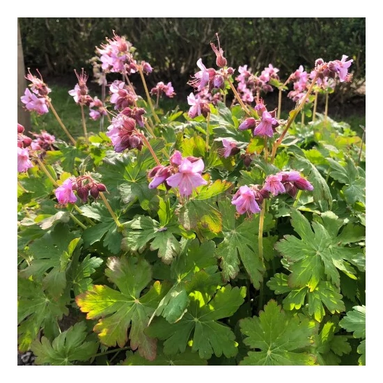 Geranium macrorrhizum 'Ingwersen's Variety' / Illatos gólyaorr