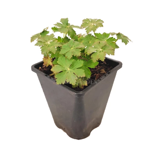 Geranium macrorrhizum 'Ingwersen's Variety' / Illatos gólyaorr