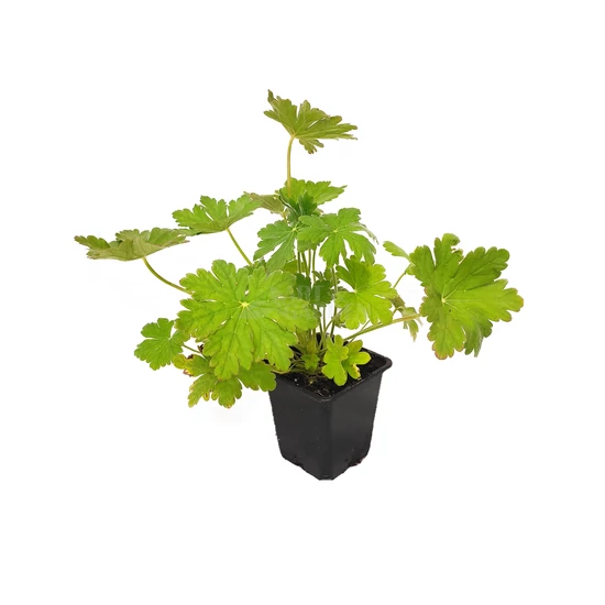 Geranium macrorrhizum / Illatos gólyaorr