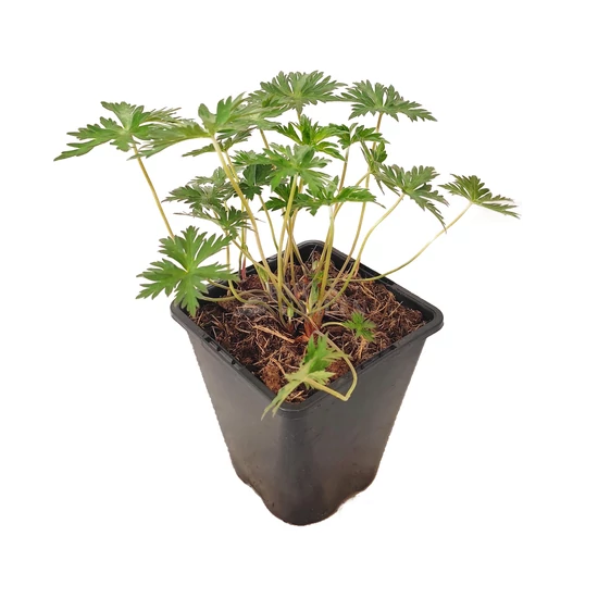 Geranium 'Orion' / Hibrid gólyaorr