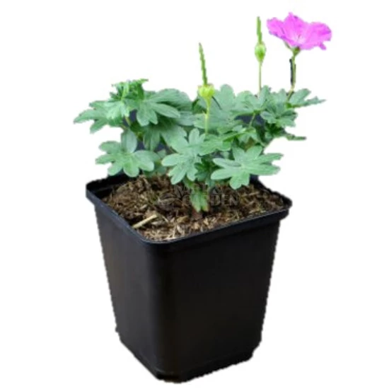 Geranium sanguineum 'Max Frei' / Piros gólyaorr