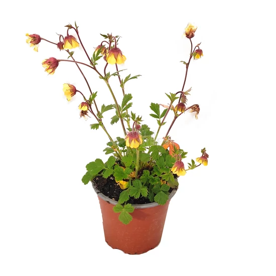 Geum rivale 'Fluffy Yellow' / Gyömbérgyökér